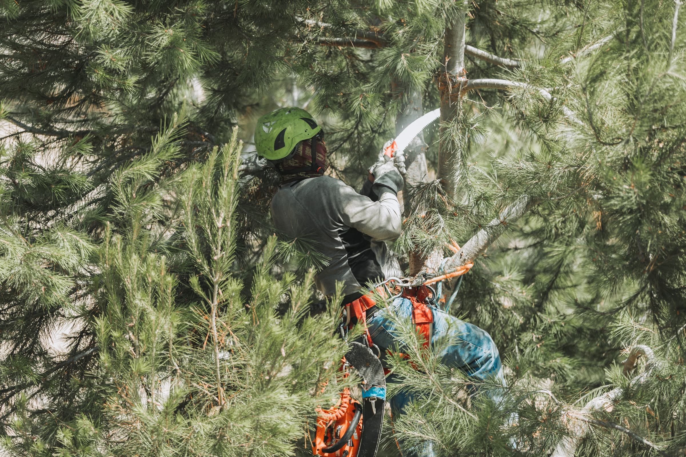 Arborist in a green helmet pruning a pine by hand saw